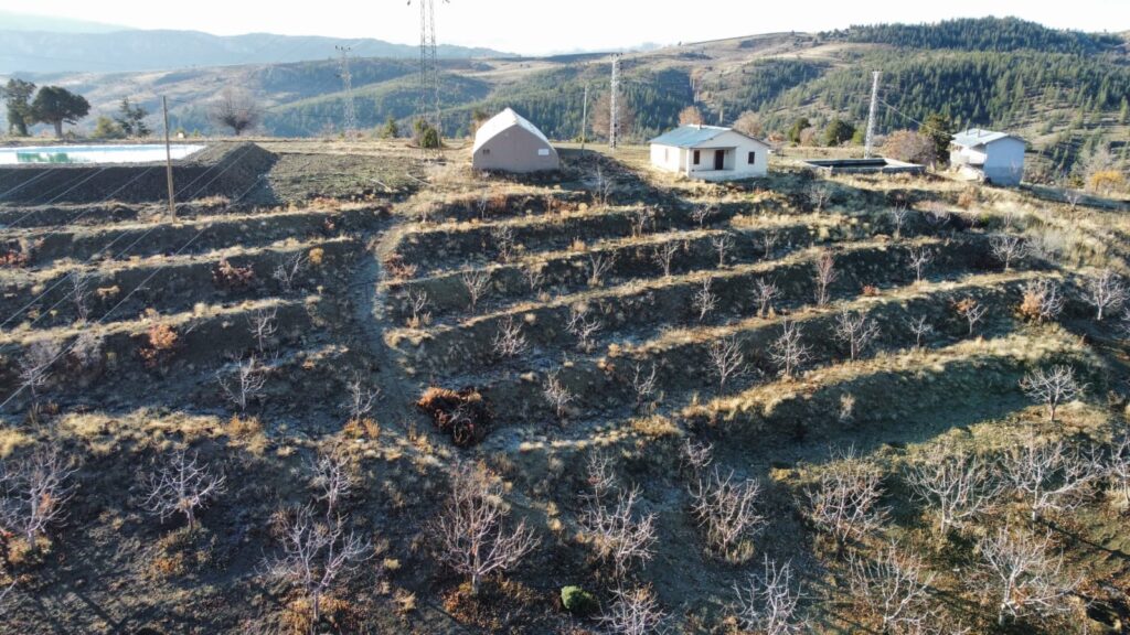palestine garden 4